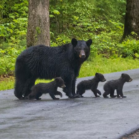 Smoky Bear Lodge With Guest House, Hot Tub, 1089 Free Tickets Each Paid Day, Dollywood And More 塞维尔维尔 外观 照片