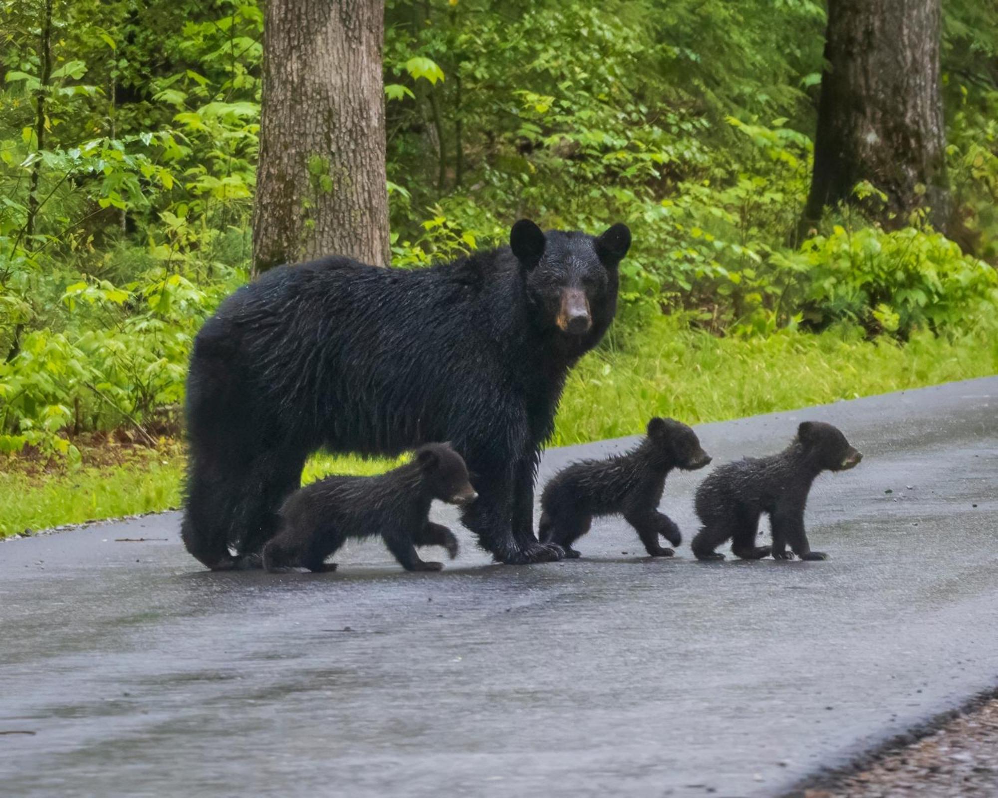 Smoky Bear Lodge With Guest House, Hot Tub, 1089 Free Tickets Each Paid Day, Dollywood And More 塞维尔维尔 外观 照片